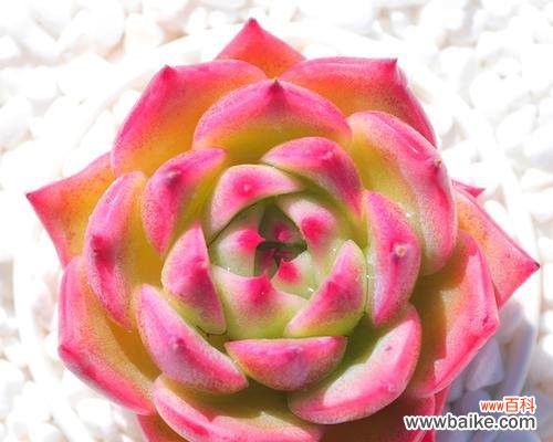 多肉植物 以爱为名，绽放爱情之花