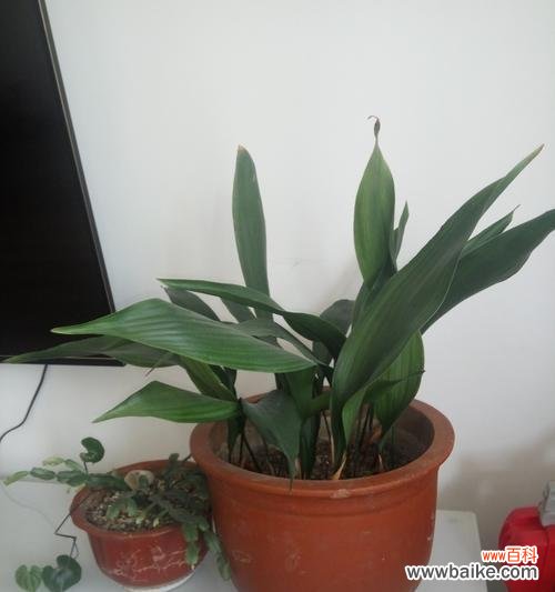 春天的到来 一叶兰盛放的象征与预示