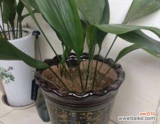 春天的到来 一叶兰盛放的象征与预示