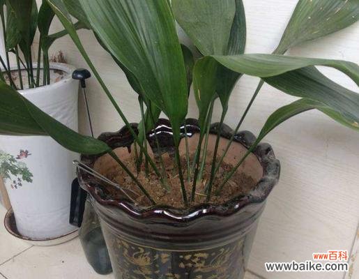 春天的到来 一叶兰盛放的象征与预示