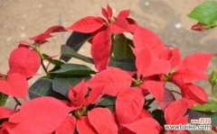 喜迎阳光 一品红