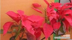 传承千年的红色之花 一品红