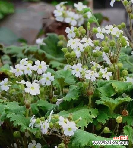 樱草的花语解读及传说故事 樱草的花语及传说