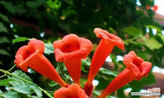 樱草的花语解读及传说故事 樱草的花语及传说