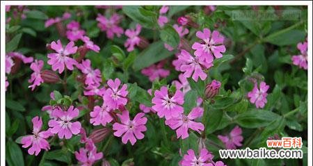 樱草的花语解读及传说故事 樱草的花语及传说