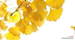 探索银杏树叶的象征与启示 银杏树叶的寓意与意义