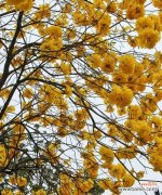 银杏花开放 银杏花的花语与含义