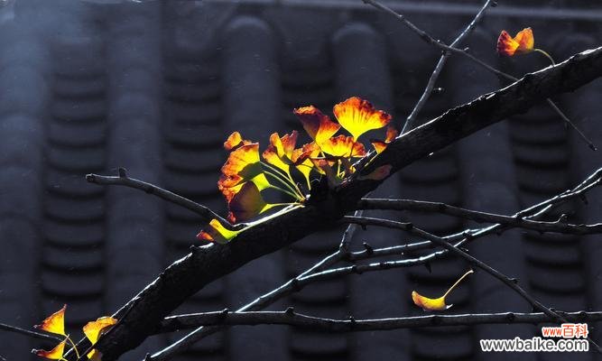 送人银杏叶的寓意深远 银杏叶的花语和寓意