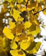 送人银杏叶的寓意深远 银杏叶的花语和寓意