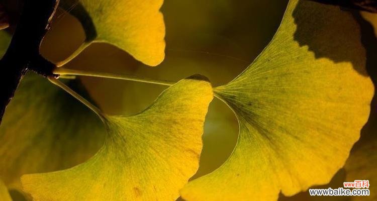 探索银杏叶的神奇之处 银杏