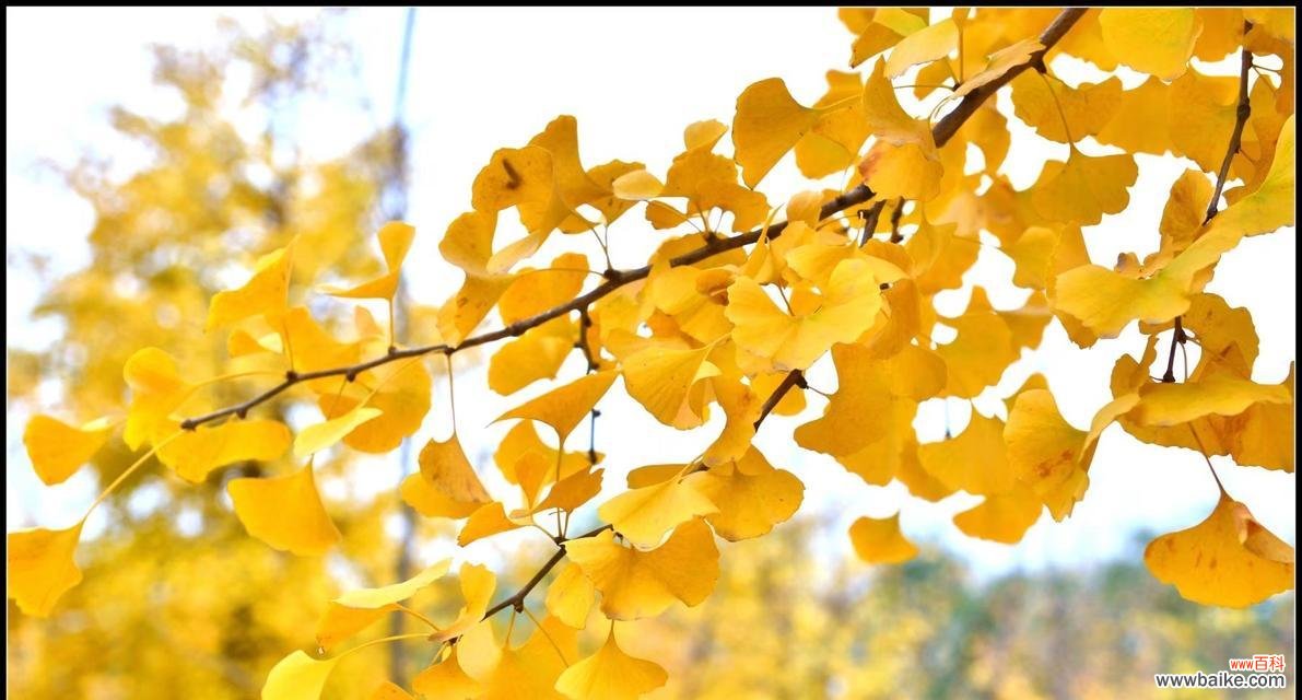 探索银杏叶的神奇之处 银杏