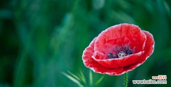 探寻虞美人花语的多重含义 虞美人花语——美丽与悲伤的交织