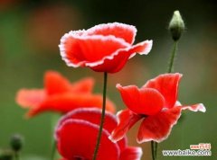 探寻虞美人花语的多重含义 虞美人花语——美丽与悲伤的交织