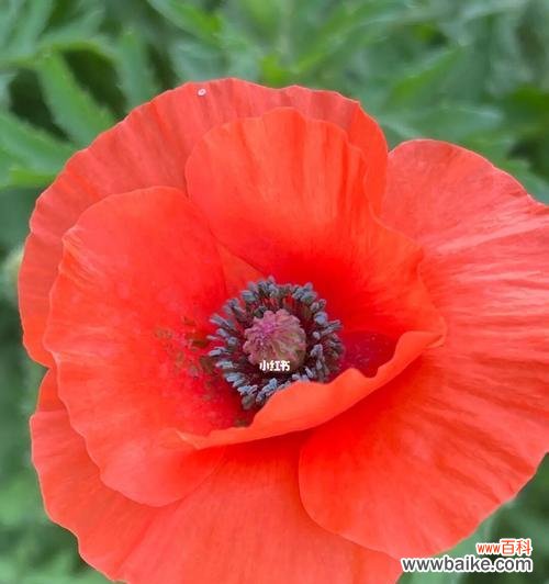 探寻虞美人花语的多重含义 虞美人花语——美丽与悲伤的交织