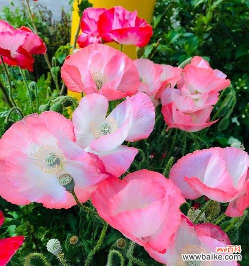 花开如虞美人 虞美人的花语与传说