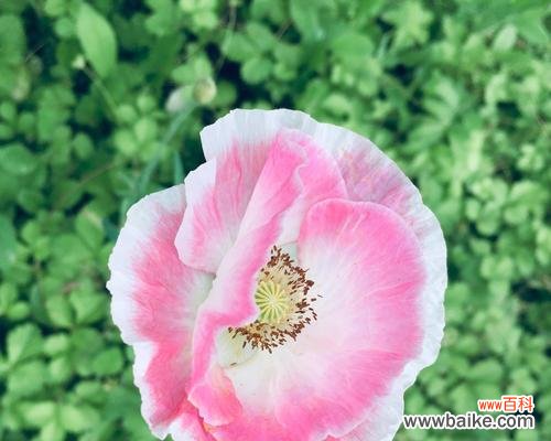 花开如虞美人 虞美人的花语与传说