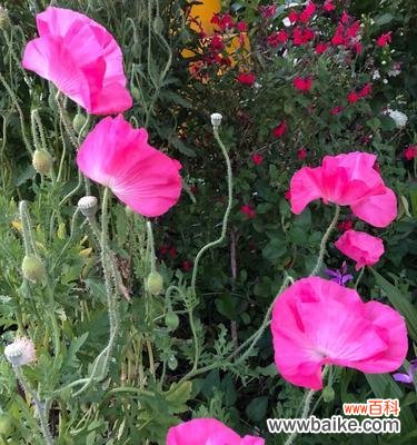 花开如虞美人 虞美人的花语与传说