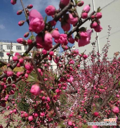 悄然绽放的深情吉祥 以榆叶梅花语及作用