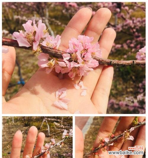 榆树花语的寓意与传说故事 榆树花语与传说