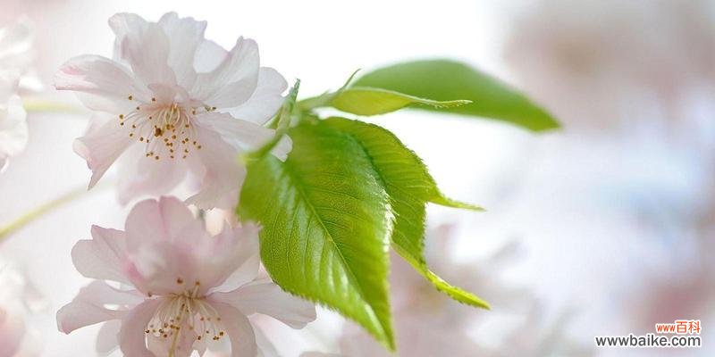 绽放于春天的美丽花卉 樱桃花