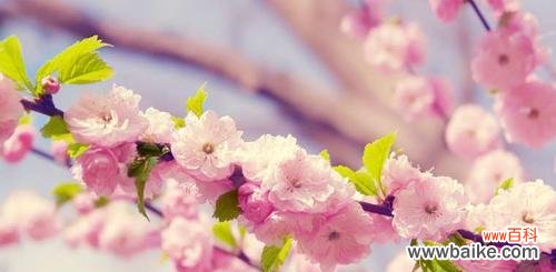 探索樱花的神秘语言 樱花花语