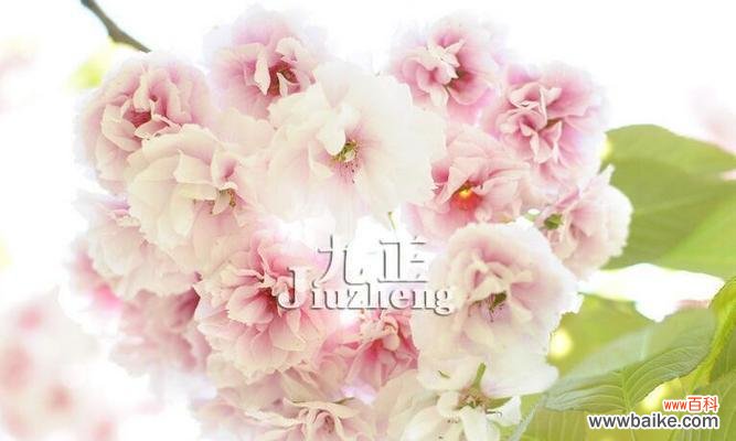 探索樱花的神秘语言 樱花花语