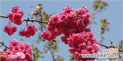 探索樱花的神秘语言 樱花花语