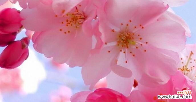 探寻樱花背后的神秘力量 樱花的花语与传说