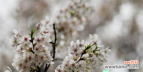 探寻樱花背后的神秘力量 樱花的花语与传说
