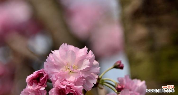 探寻樱花代表的精神和文化意义 樱花的含义与象征