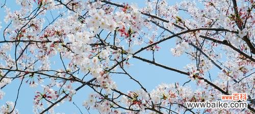 探寻樱花代表的精神和文化意义 樱花的含义与象征