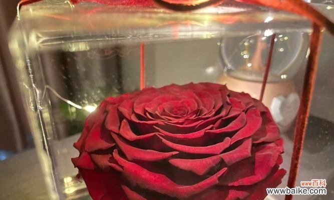 用花语故事诠释永恒的情感 永生花花语