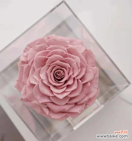 探秘永生花的神秘魅力 永生花