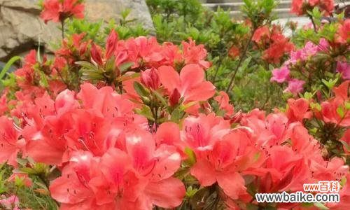 揭秘映山红的传说和象征意义 映山红花的神秘与美丽