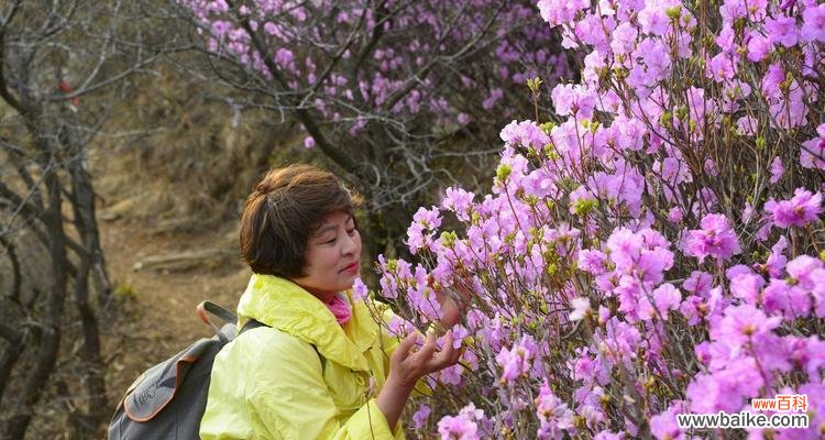 揭秘映山红的传说和象征意义 映山红花的神秘与美丽