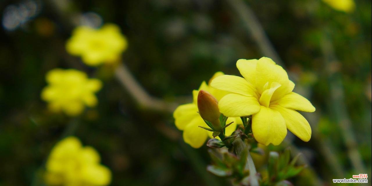 花开的喜悦 迎春花