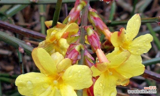 花开的喜悦 迎春花