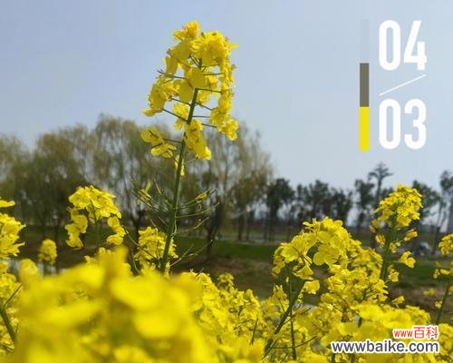 春天的花海 油菜花的花语与传说