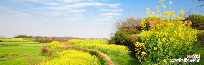 春天的花海 油菜花的花语与传说
