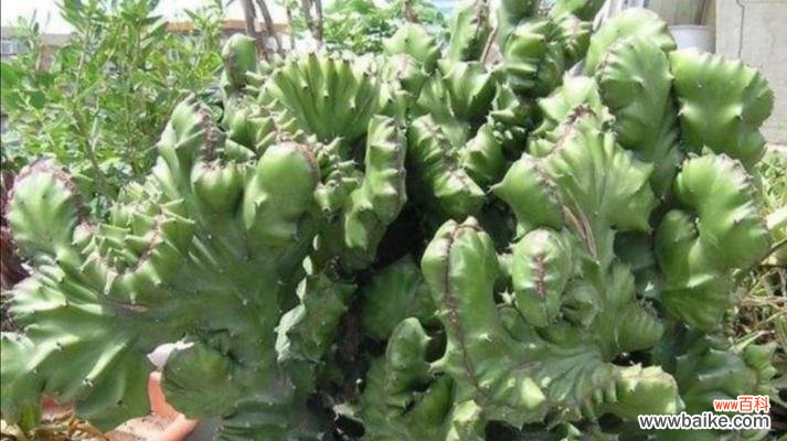 探究玉麒麟绿植所带来的福运与健康 以玉麒麟绿植的寓意与功效