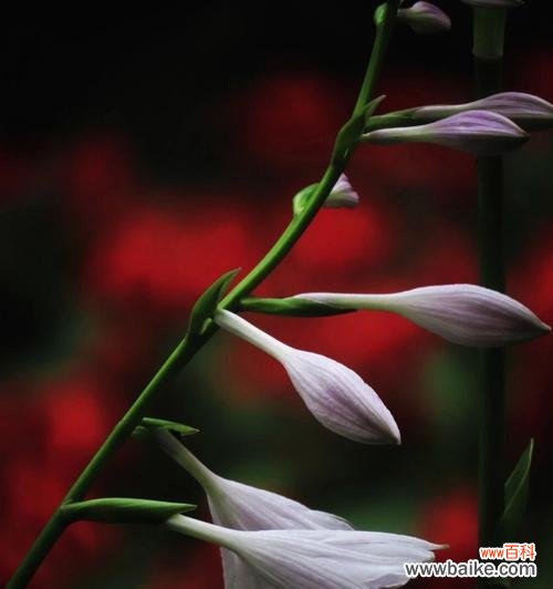 傲然绽放 玉簪之花语与传说故事