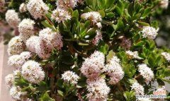 中国传统文化中的玉树开花寓意及象征意义 以玉树开花预示着的祥瑞之兆