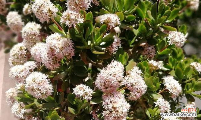 中国传统文化中的玉树开花寓意及象征意义 以玉树开花预示着的祥瑞之兆