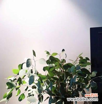 尤加利的种类与象征 尤加利的花语与寓意