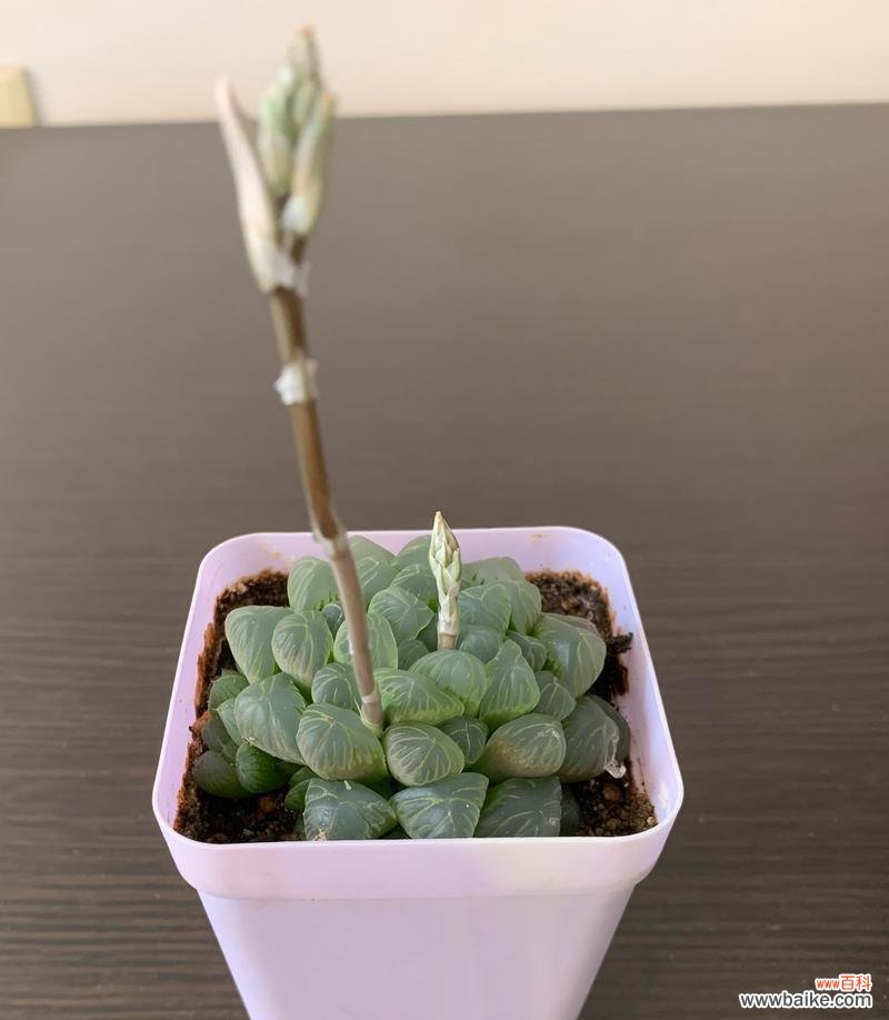 揭示玉露开花的美好预示与深刻内涵 玉露开花的寓意与象征意义