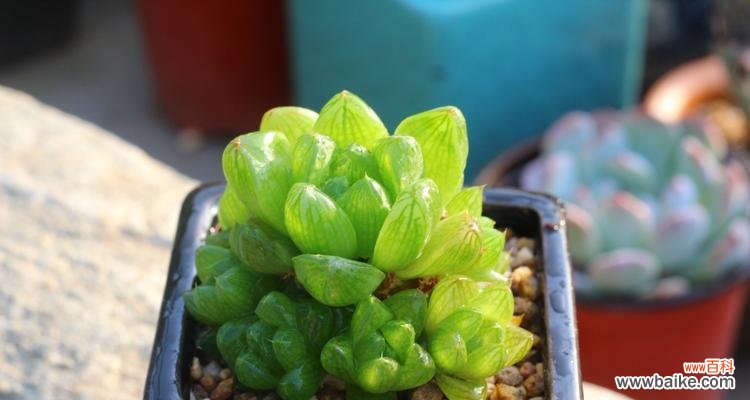 揭示玉露开花的美好预示与深刻内涵 玉露开花的寓意与象征意义