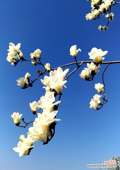 探寻玉兰花的文化内涵与心灵力量 玉兰花的象征意义与美丽魅力