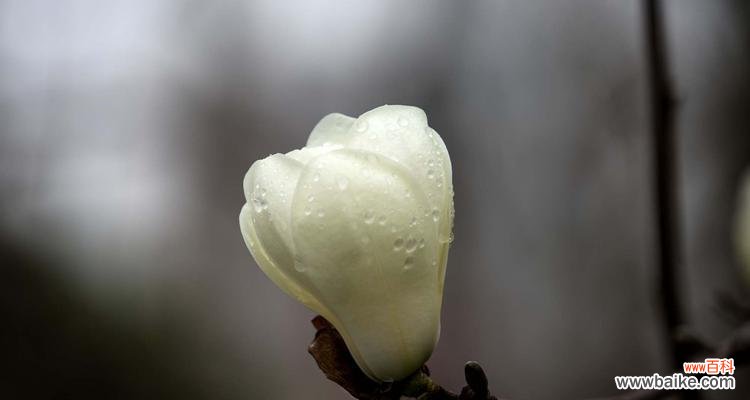 探寻玉兰花的文化内涵与心灵力量 玉兰花的象征意义与美丽魅力