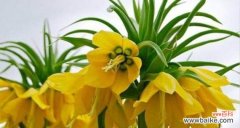 揭开鱼腥草的神秘面纱 以鱼腥草的花语及传说