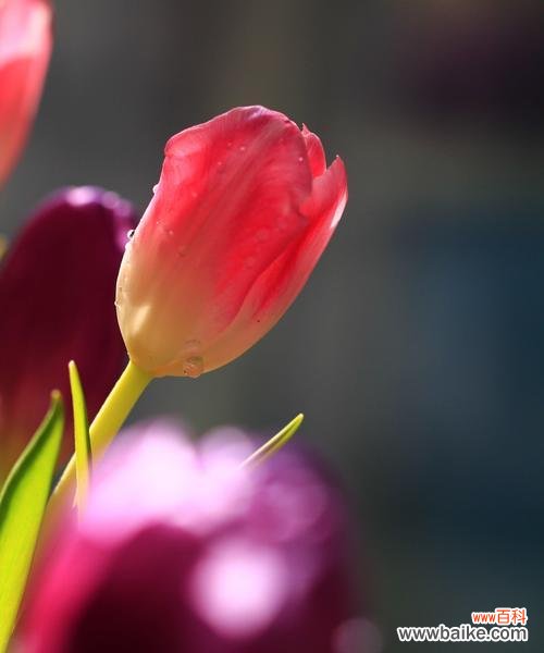 花开花落 郁金香的永恒之爱